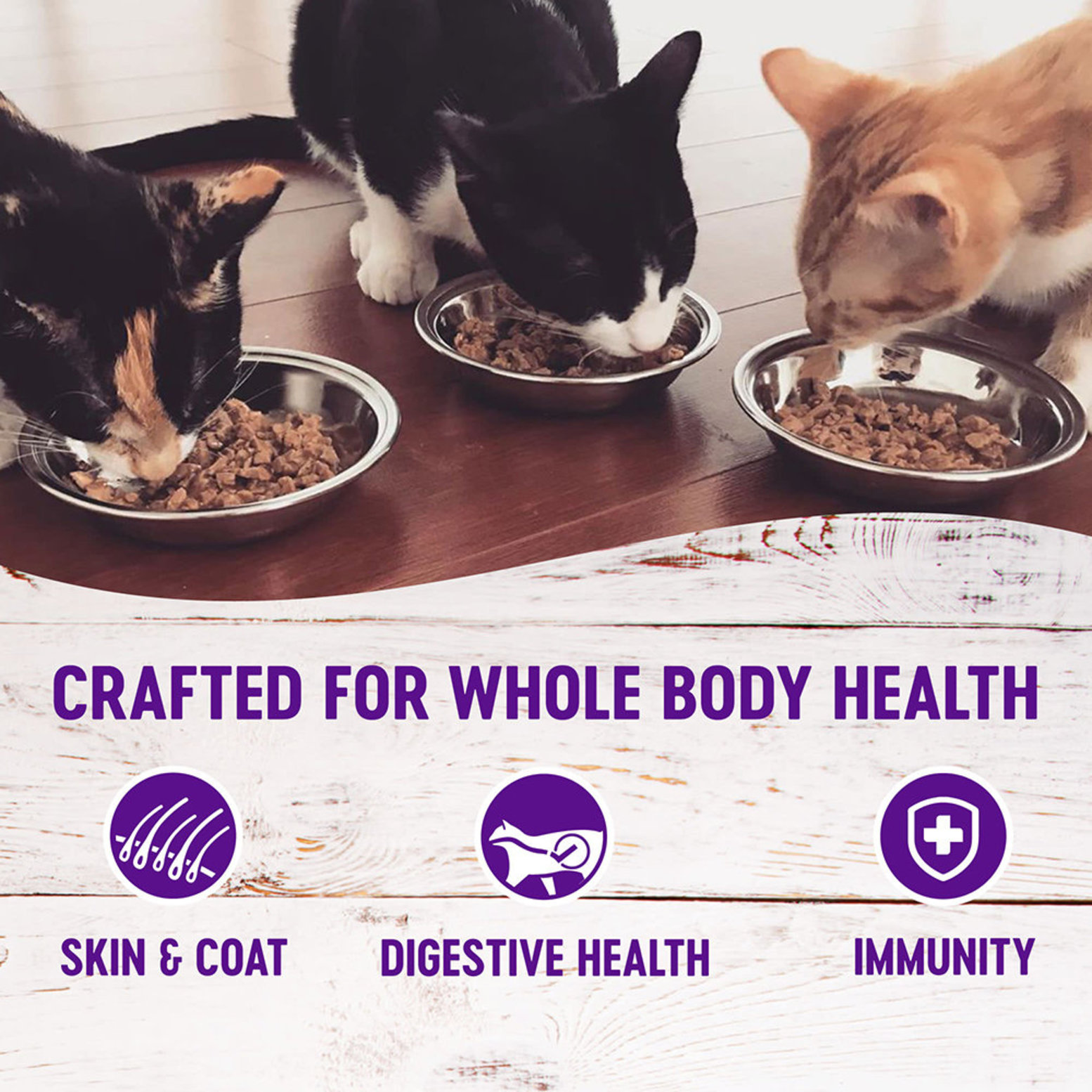 Digestive health hotsell cat food